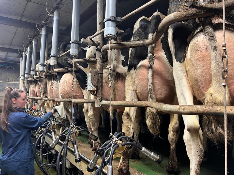 Foto_melkstal_koeien_